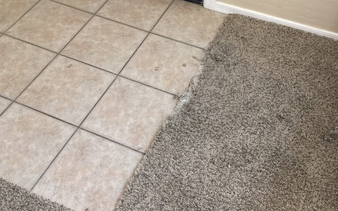 Carpet Repair: Pet Damage in Phoenix