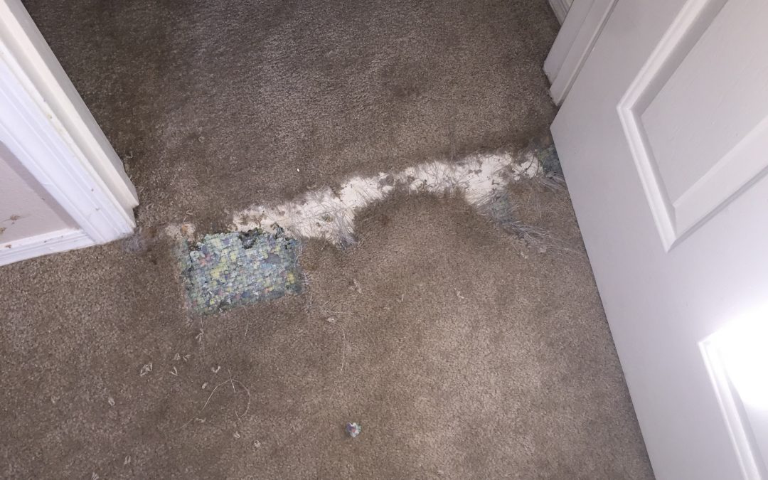 Carpet Repair: Pet Damage in Scottsdale, AZ