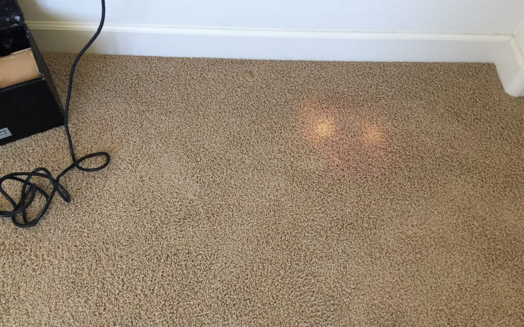 Carpet Repair: Bleach Spots in Buckeye, AZ