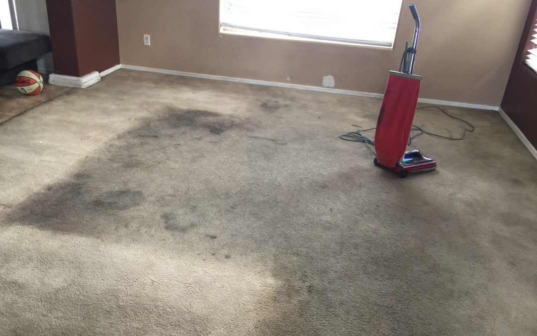 Laveen, AZ: Professional Carpet Cleaning