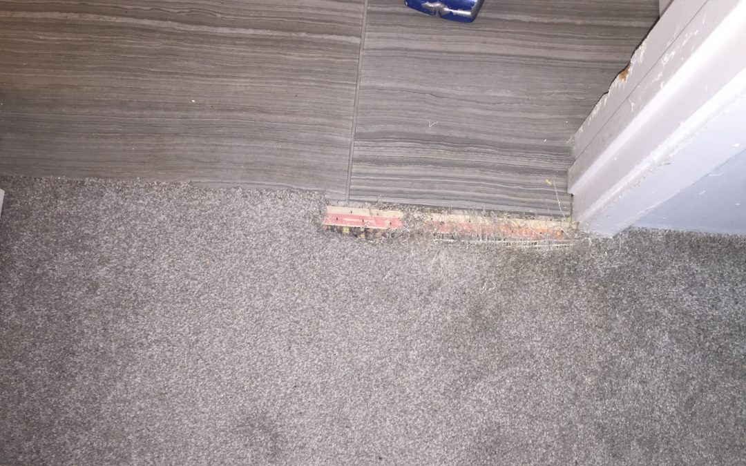 Carpet Repair: Pet Damage in Phoenix, AZ