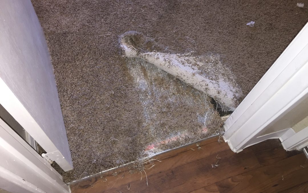 Tempe, AZ: Repairing Pet Damage to Carpet