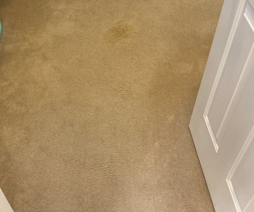 Chandler, AZ: Carpet Cleaning