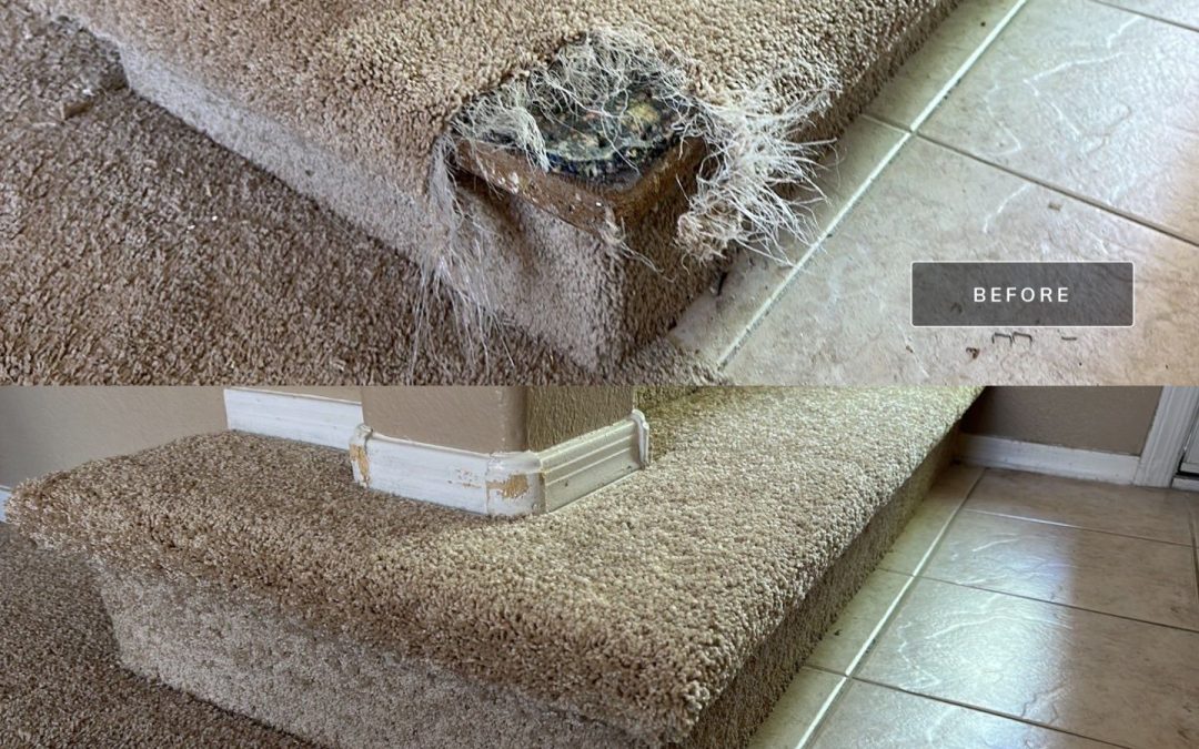 Pet Damage Carpet Repair: Phoenix AZ