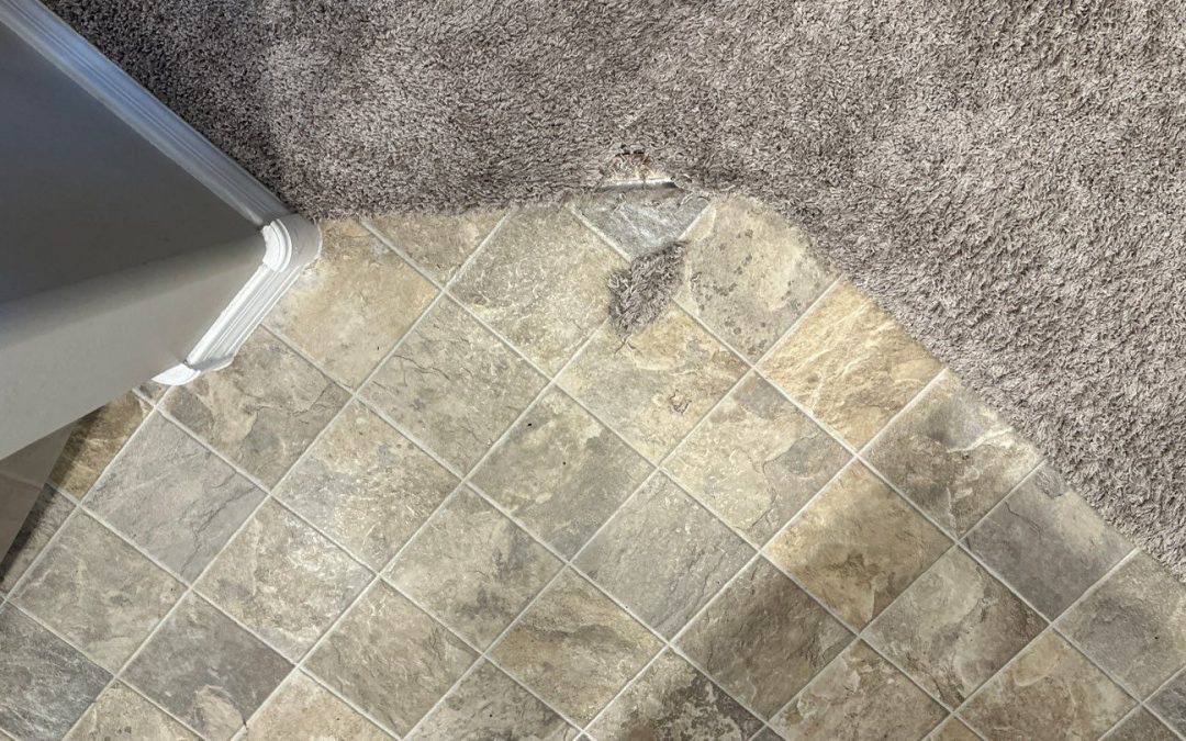 Restoring Comfort: Carpet Repair After Pet Damage