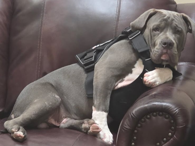 Fridays with Koda: Keeping the Office in Check While We Keep Phoenix Carpets Clean