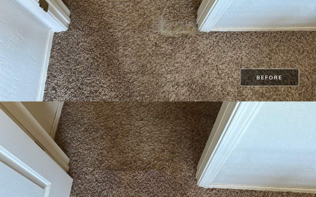 Carpet Repair After Pet Damage in Phoenix 🐾