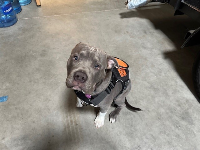 Fridays with Koda: Warehouse Rounds at Phoenix Carpet Repair & Cleaning 🐾