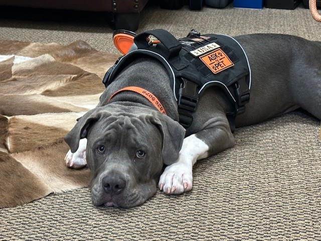 Fridays with Koda: What Are Those Puppy Dog Eyes Saying? 🐾