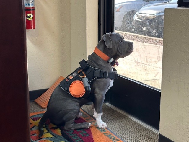 Fridays with Koda: Phoenix’s Hardest-Working Office Watchdog 🐾