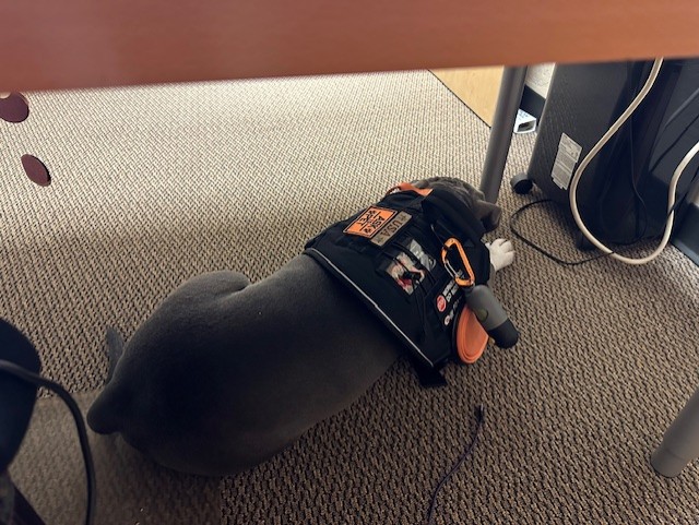 Fridays with Koda: Napping Under the Desk 🐾