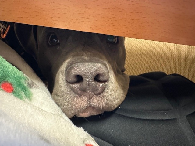 Fridays with Koda: Recognize That Nose?